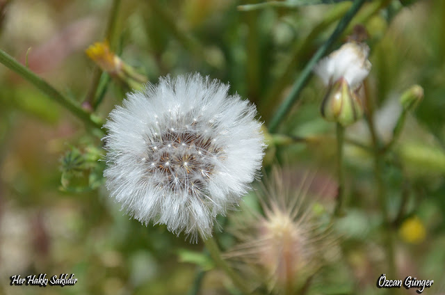 Anamur Doğa Fotoğrafları